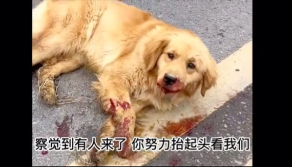 一只浑身鲜血的狗狗趴马路奄奄一息，绝望之际遇上好心夫妻带回