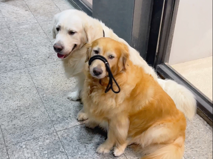 都是金毛，定力差距怎么这么大？