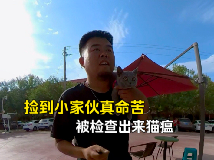 骑行路上捡的大灰猫被检查出猫瘟， 我们第一次相遇的时候，他在