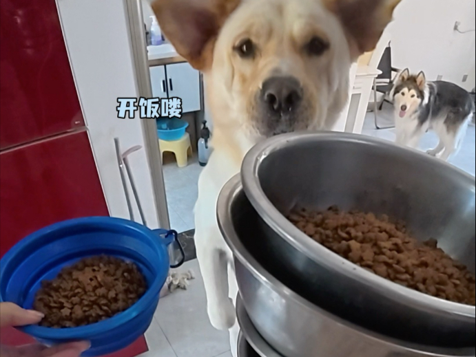 第一视角体验一人喂五狗能有多忙