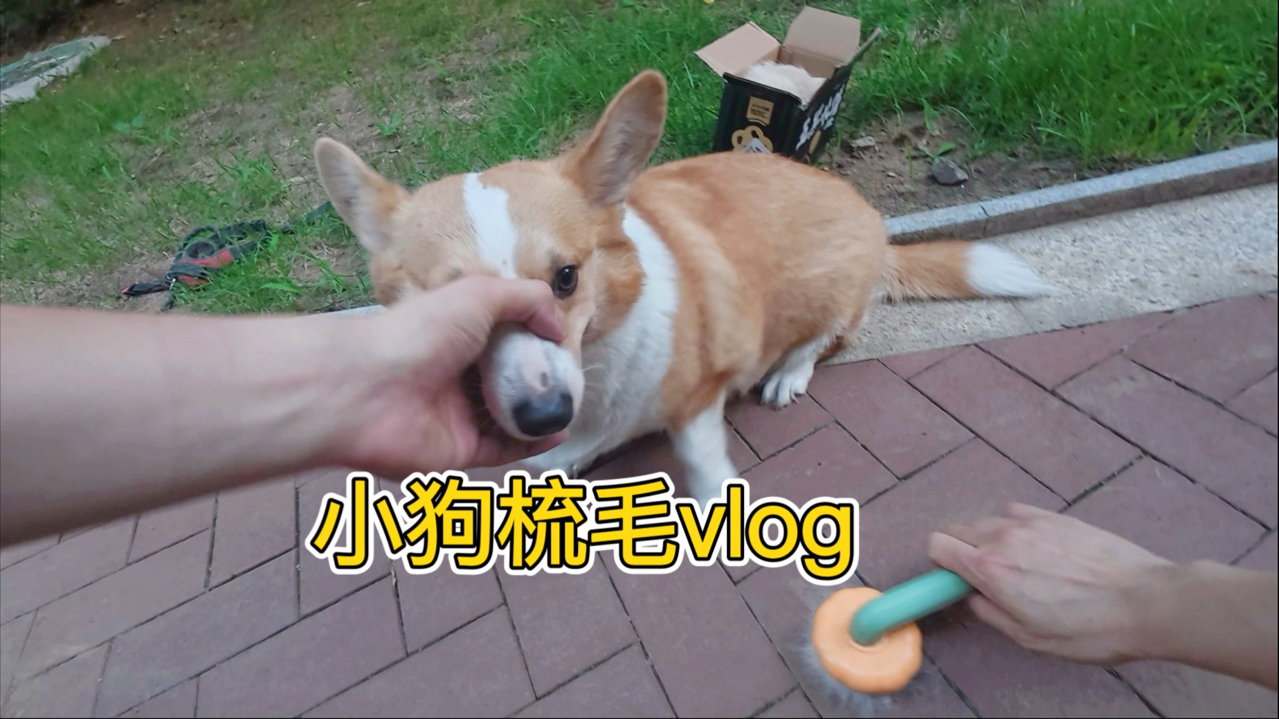 我错了，我不该说双色柯基不掉毛！
