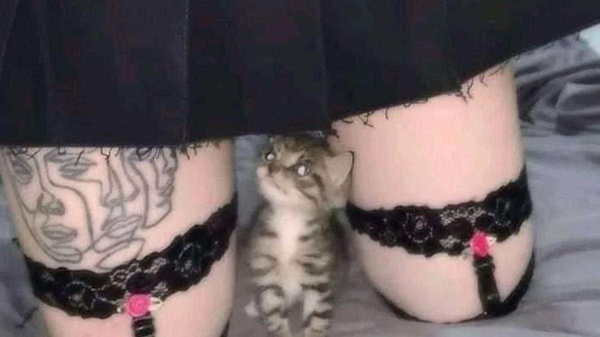 国外趣味视频集锦＆动物迷惑行为大赏#239