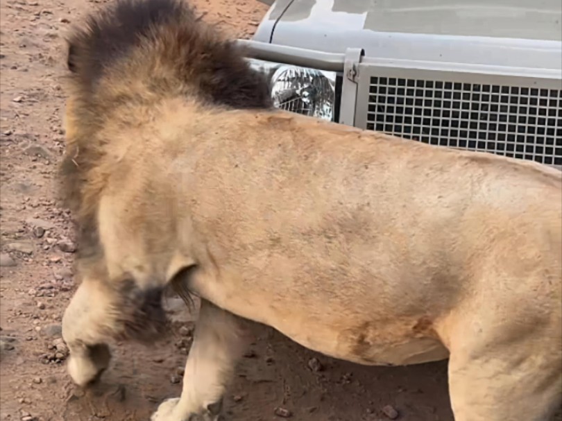 黑岩男孩两兄弟前往无花果地区，奥胖在游览车前好大一头，在两个