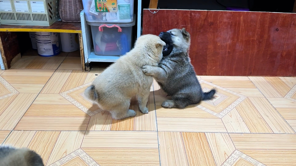 都说土狗会看家护院