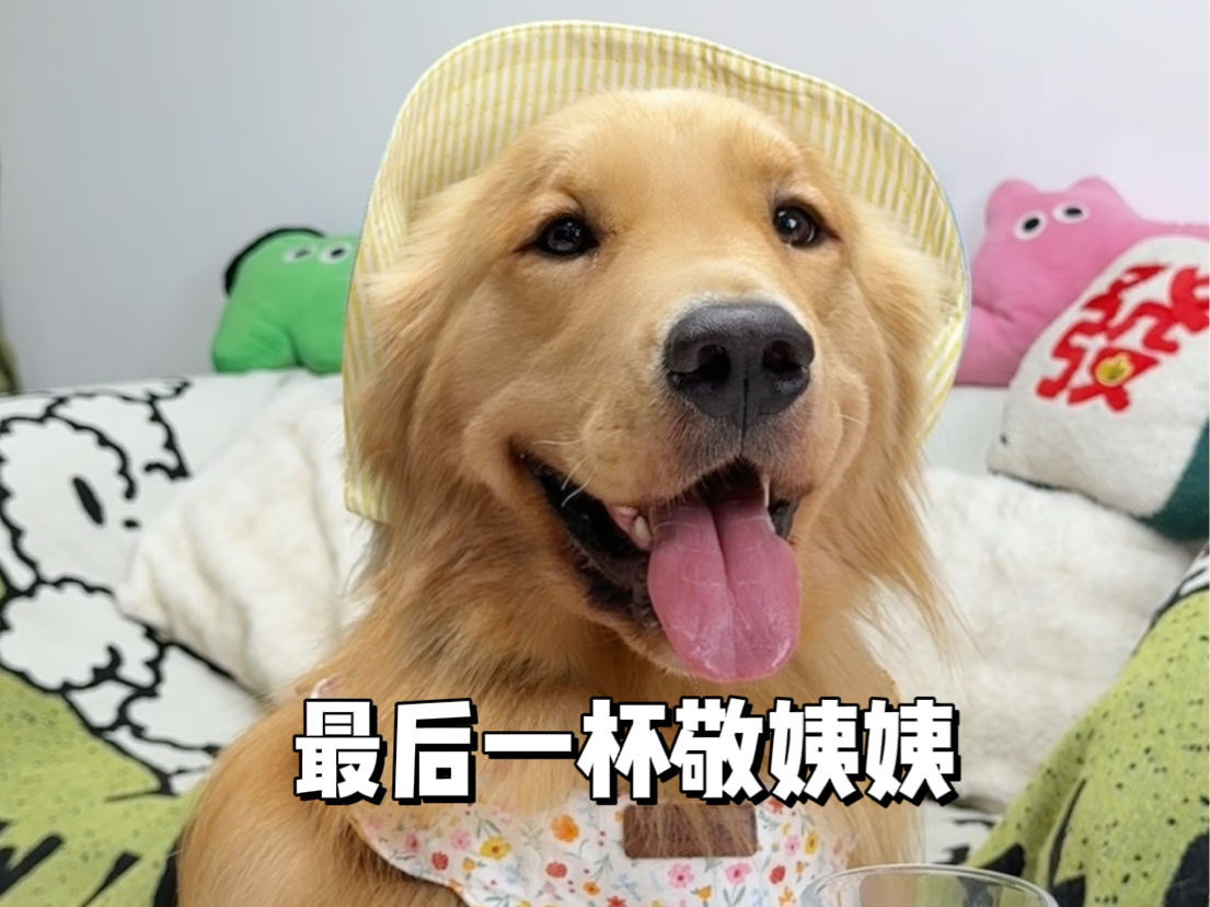 小狗破破烂烂 姨姨缝缝补补