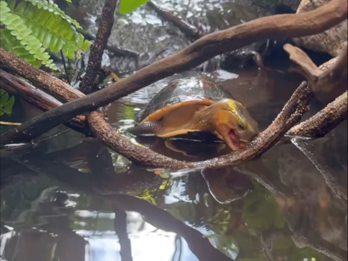 歪脖看我？热又不是我的错，自己下水凉快去！