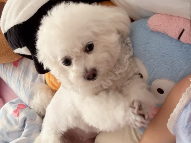 早上起来假装不理小狗……