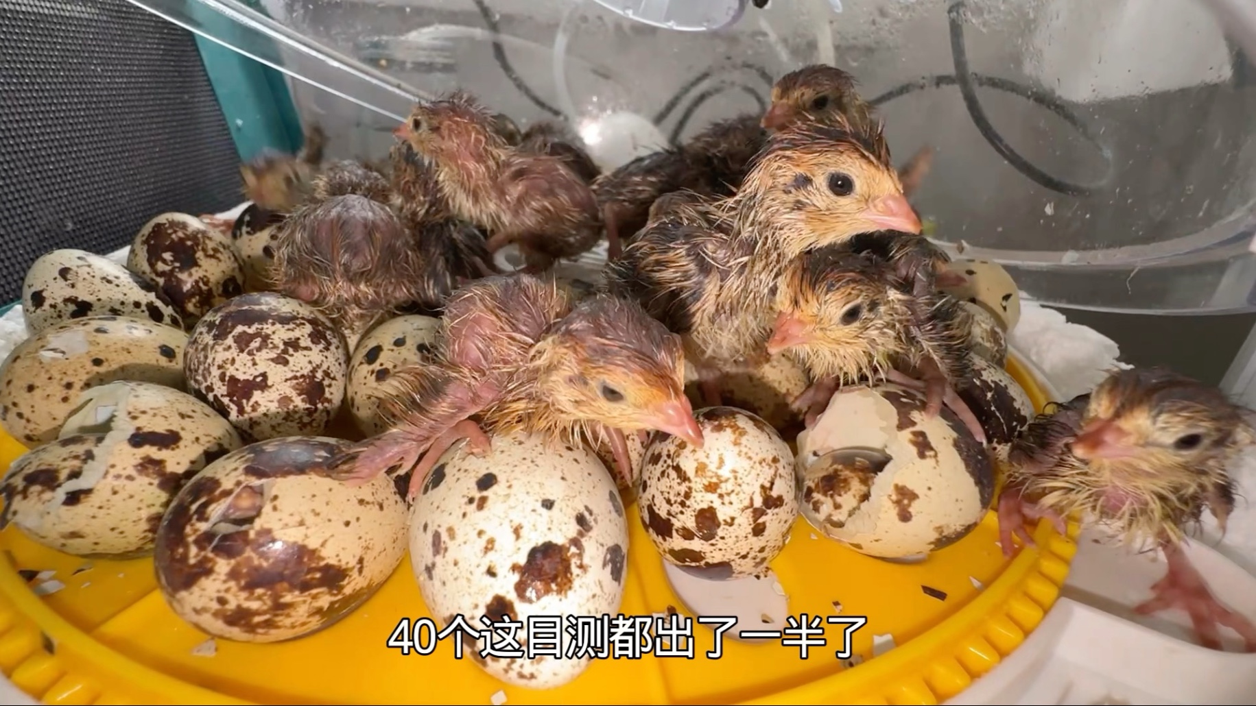 新一批的敢死队