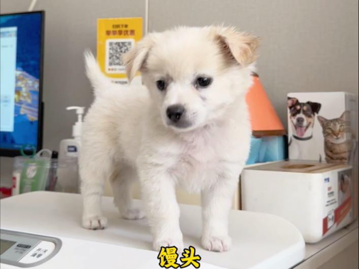 vlog.16  小馒头来打疫苗了 疼得嗷嗷叫