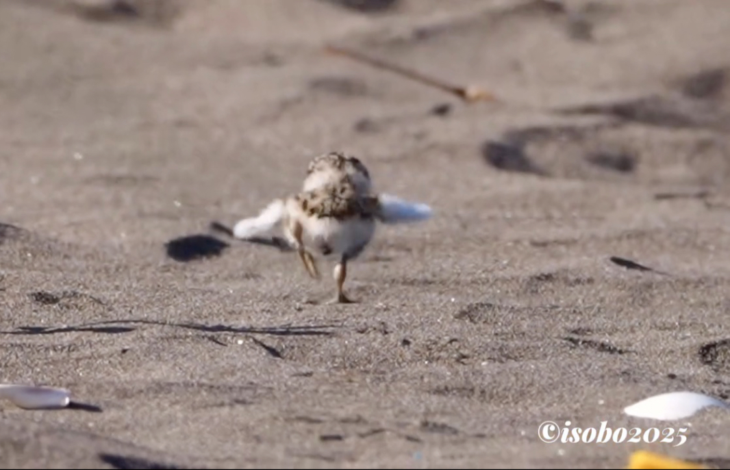 踉踉跄跄的蛎鹬崽崽