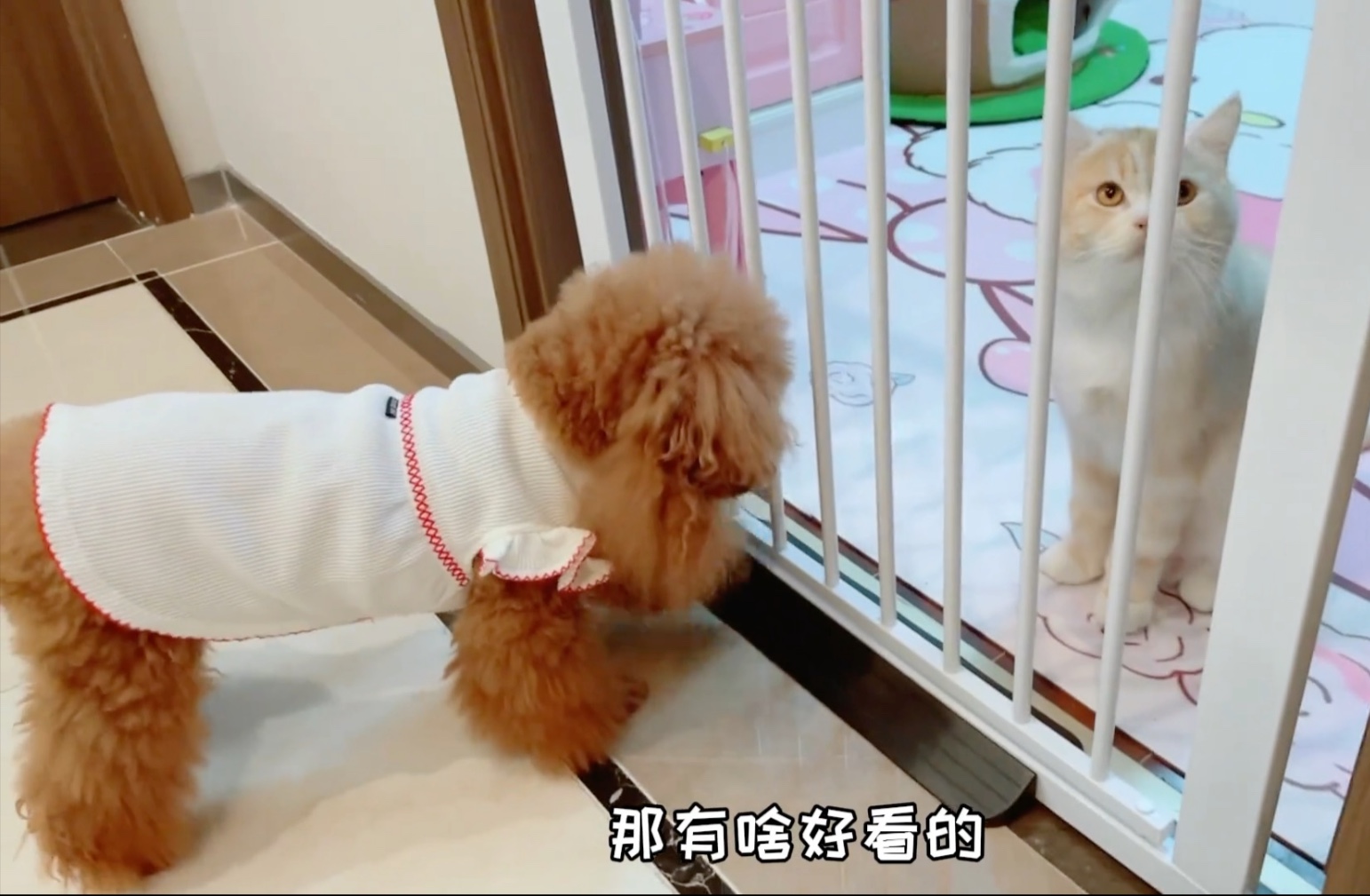 为了防止嘟嘟乱尿，艾米也是操碎了心，没想到嘟嘟还敢叫板