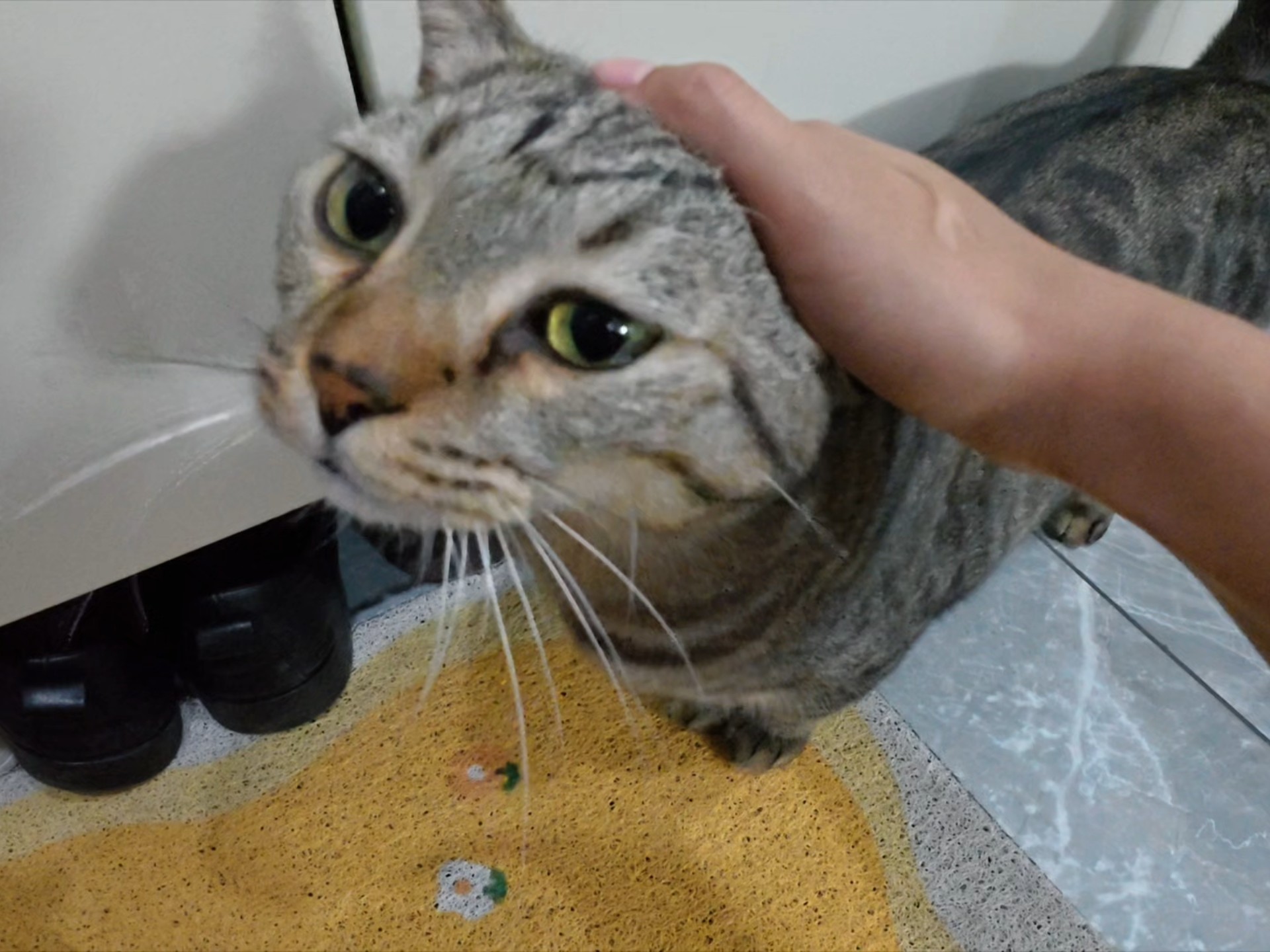 不妙了！没想到进宝也…