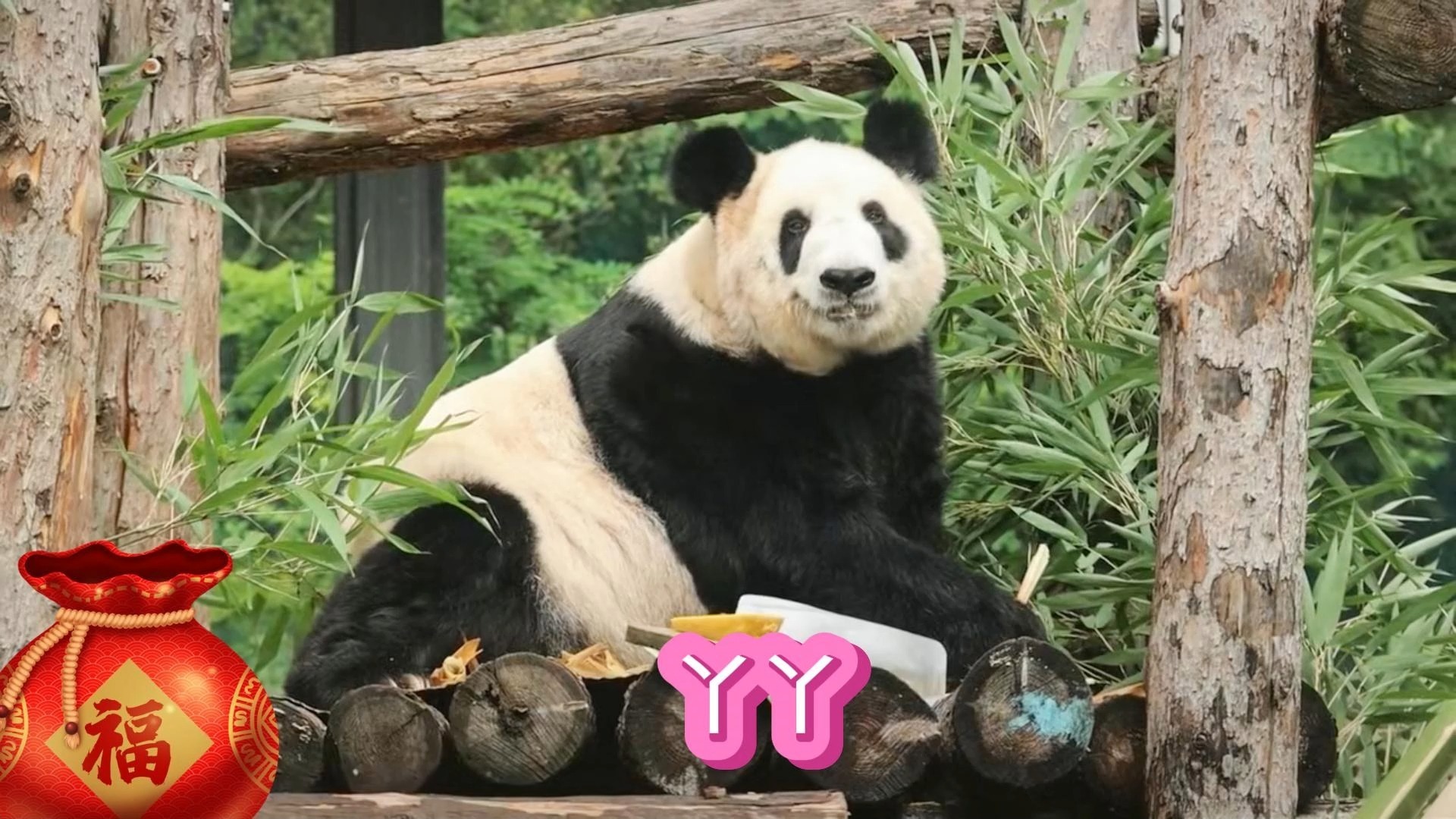 丫丫治愈时刻，啃得满脸满足，眼神清澈闲适，一举一动都透着被宠