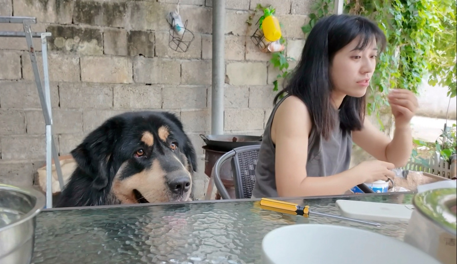 跟朋友聚餐，给狗子馋的跟人似的也想拿双筷子上桌吃
