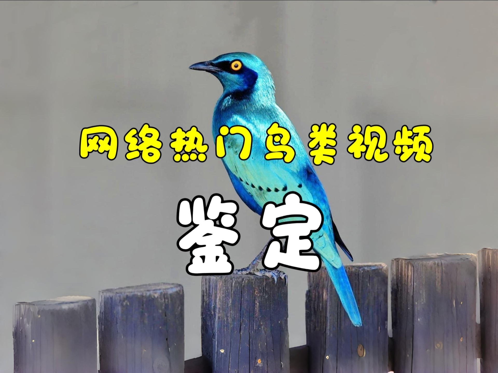 鉴定网络热门鸟类视频⑥