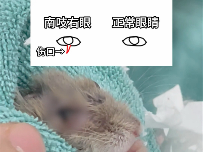 闭不上眼的小仓鼠如何睡觉