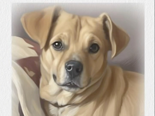 其实我是一只排爆犬