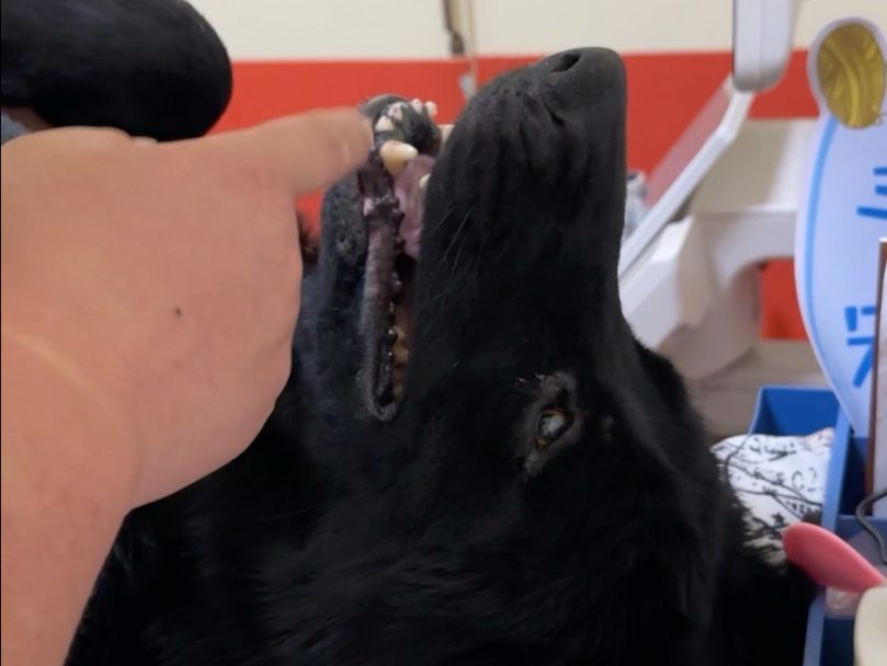 胖子最新情况，记录一下。