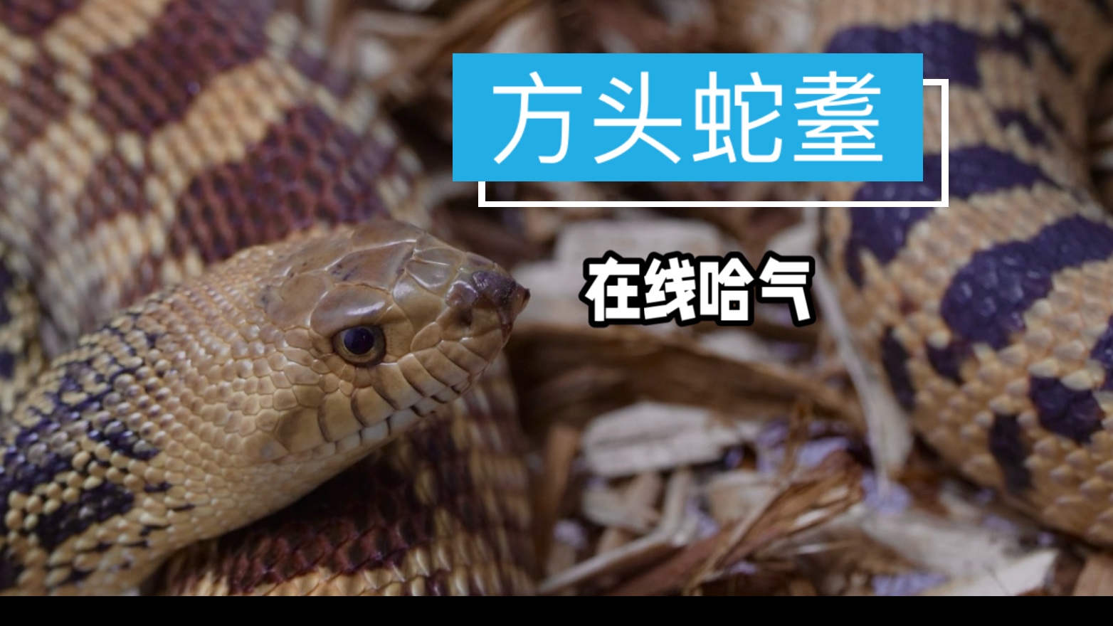 【爬房记录】巨人蜈蚣大批发？巨型蜘蛛不慎成为蛛坚强？价值几万