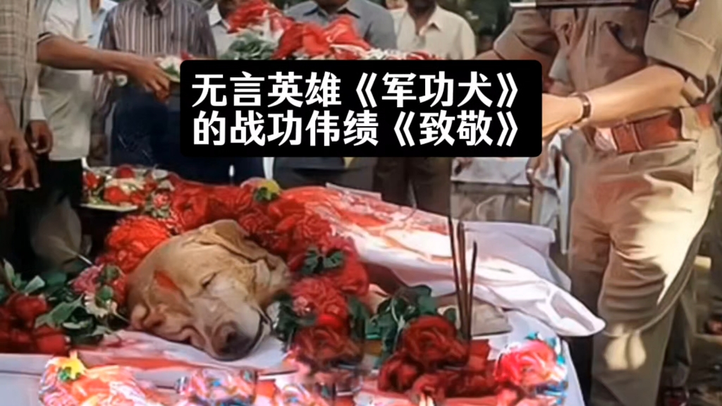 他们不应该被遗忘在岁月的长河里，因为这些无言的英雄这一生都