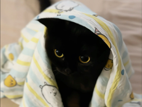 猫：呼吸 人：一直在挑衅我！