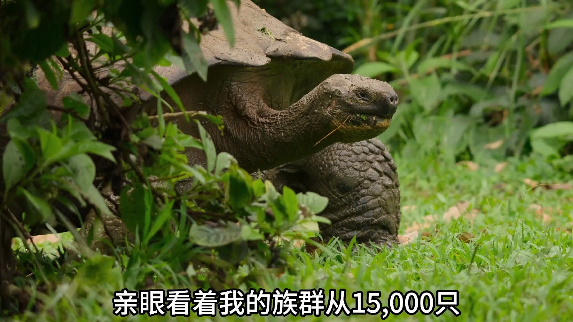 在百余年的生命里，我只做了一件事，活着。
