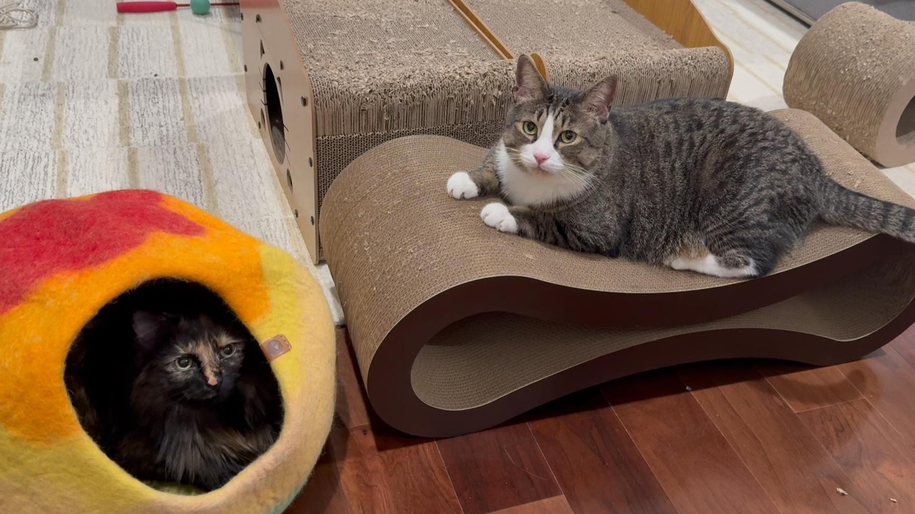 某位烦人猫又受到了谴责