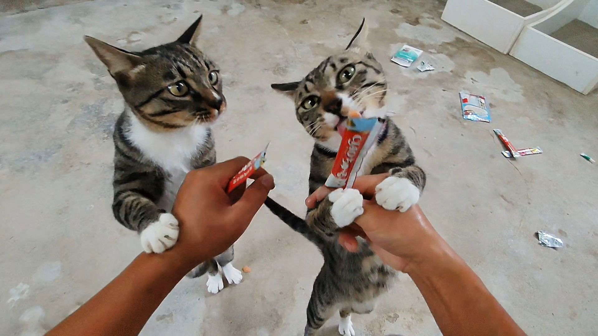 雨天休息给黑熊怪驱虫，小黑熊只敢欺负小萌，对两个强盗毫无办法