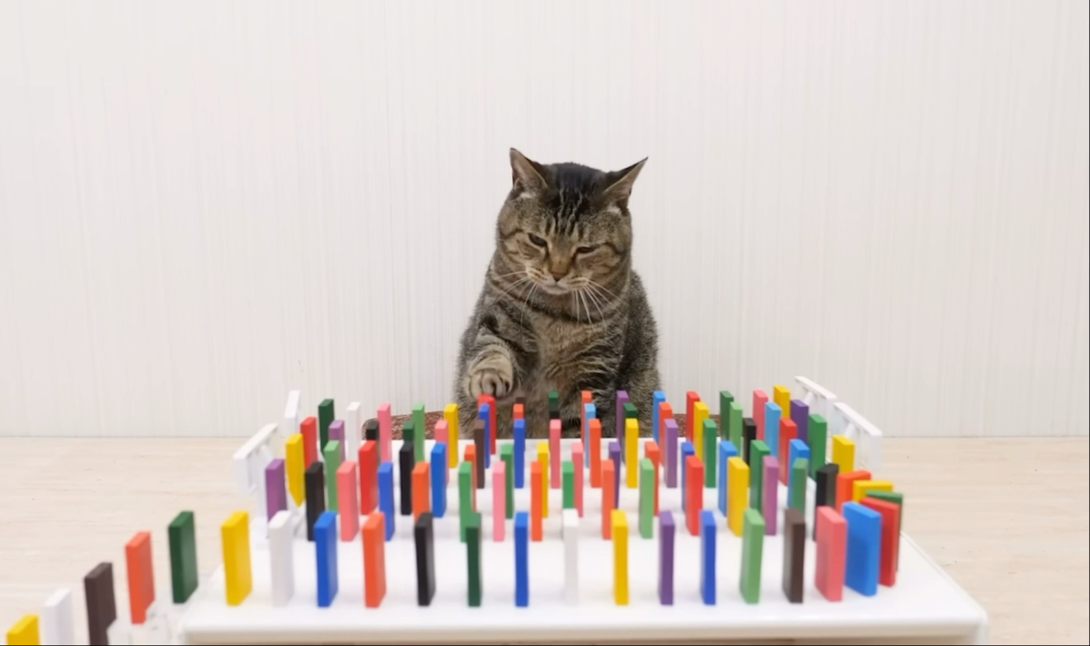 猫咪一起玩多米诺骨牌，差点就失败了！