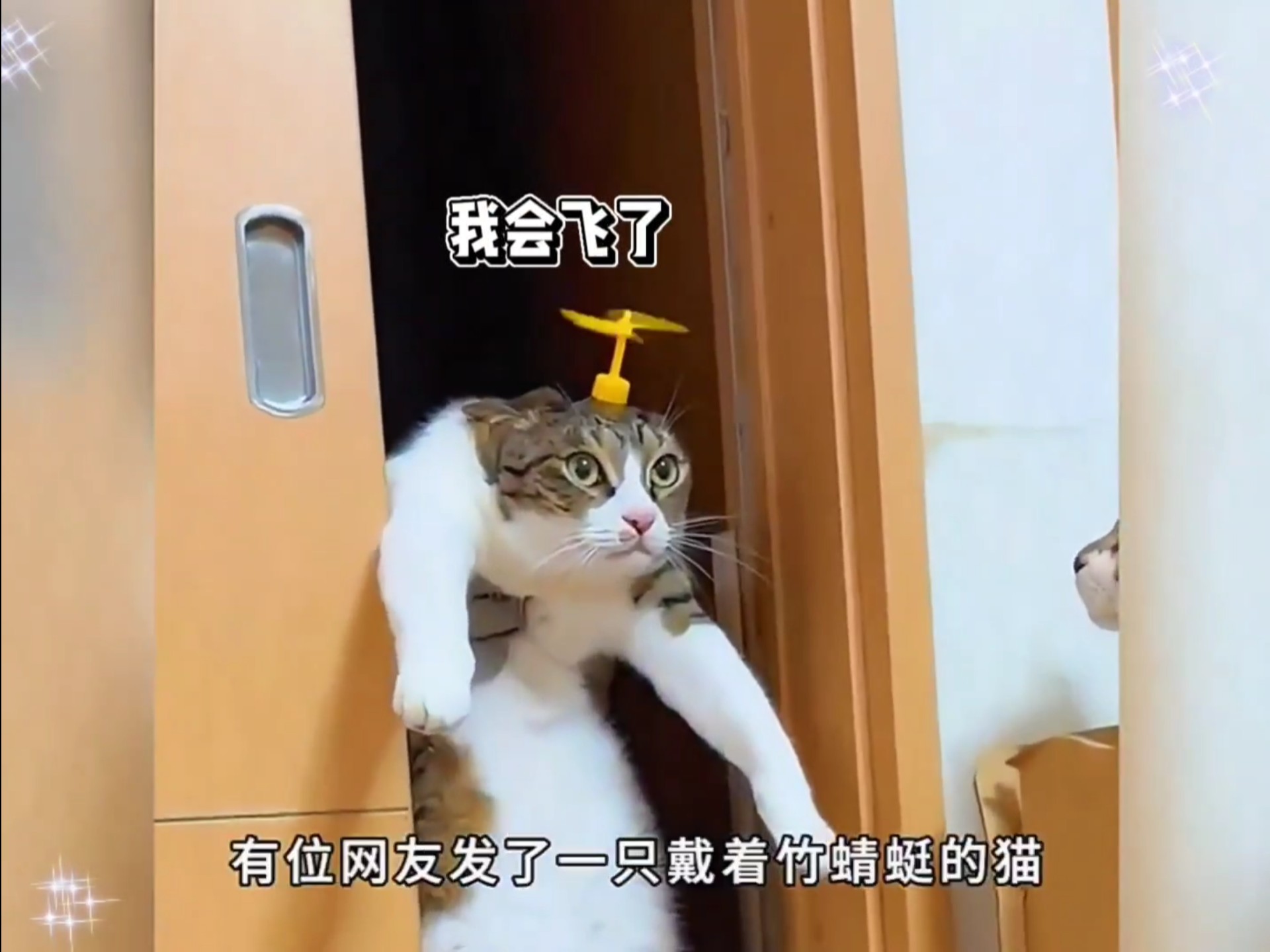 猫咪：我会飞了？