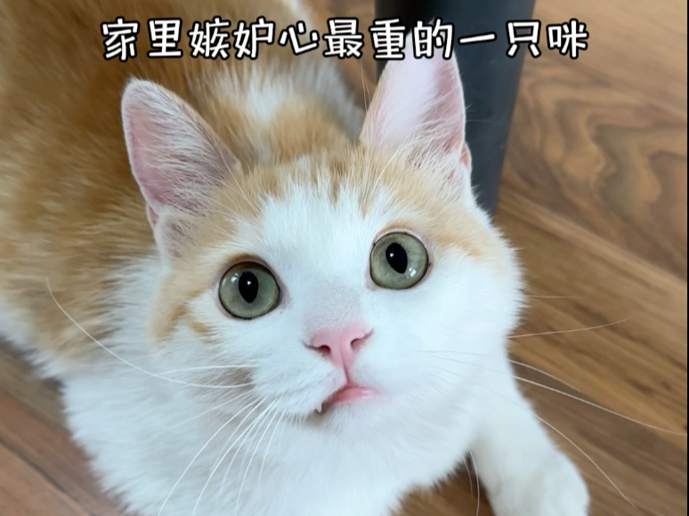 小猫超爱吃醋可怎么办？！