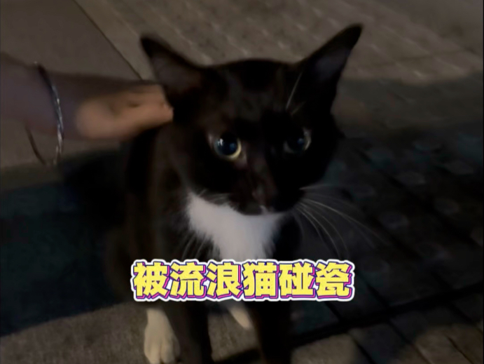 给你机会你把握不住啊小猫！