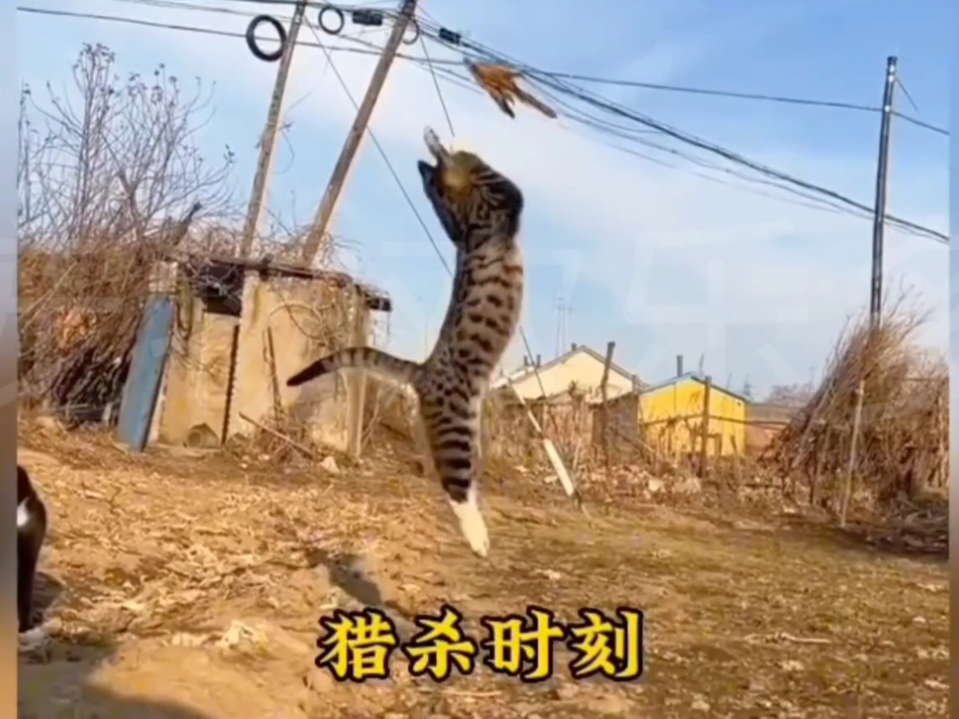 盘点满级猫咪的高燃时刻