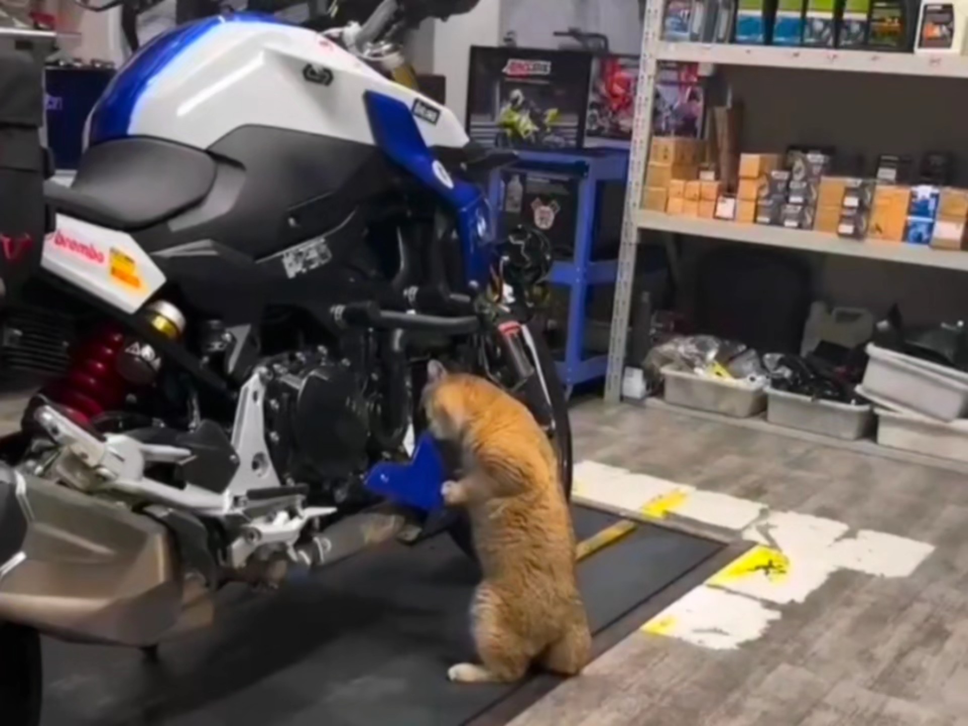 猫：这个家没我真的要散了！