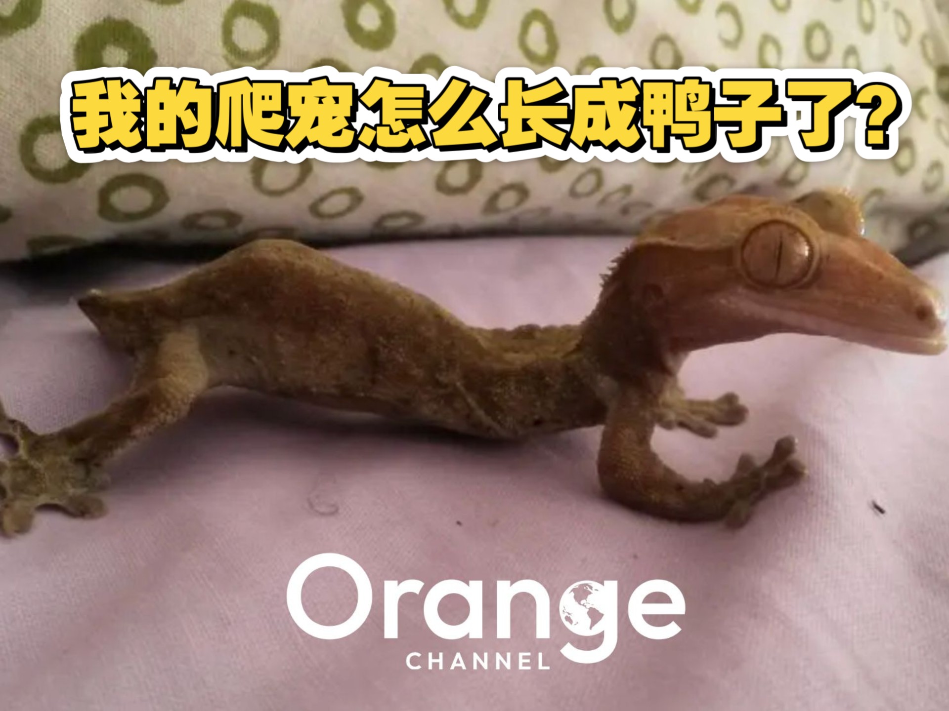 爬宠怎么会“唐”化？是什么原因？几分钟时间说清楚！