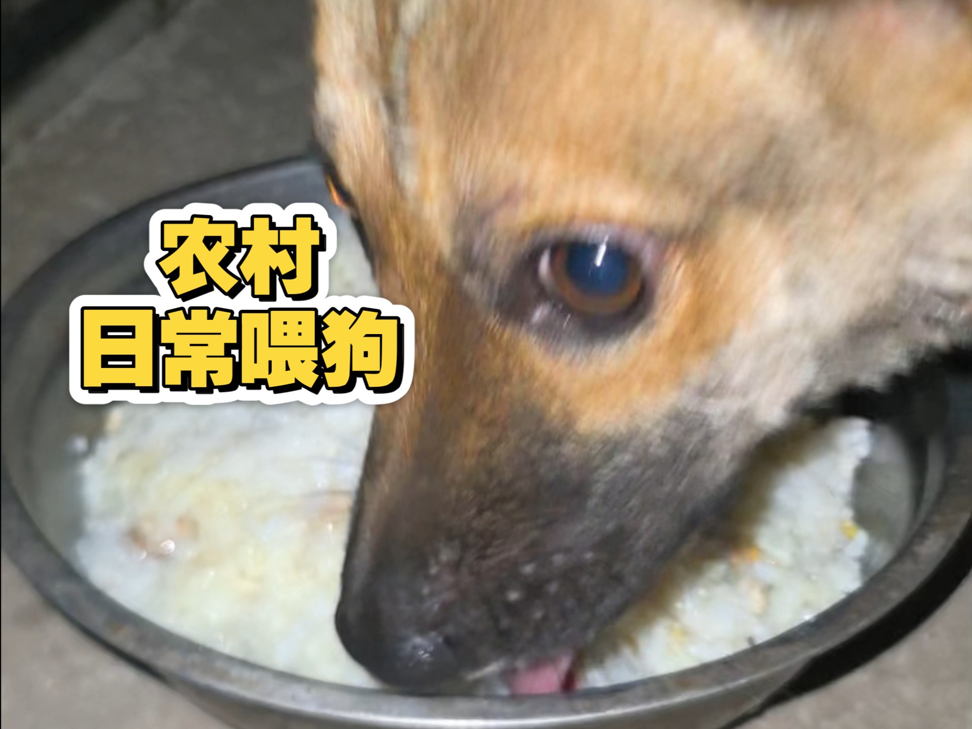 今天晚上早点喂狗，自己也整个硬菜