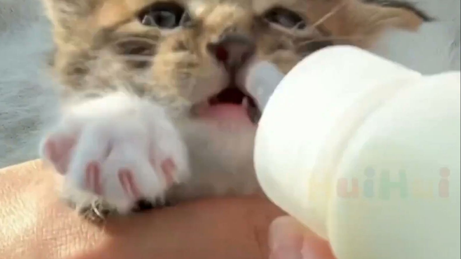 从池塘里救出一只溺水的小猫，谢天谢地它还活着！