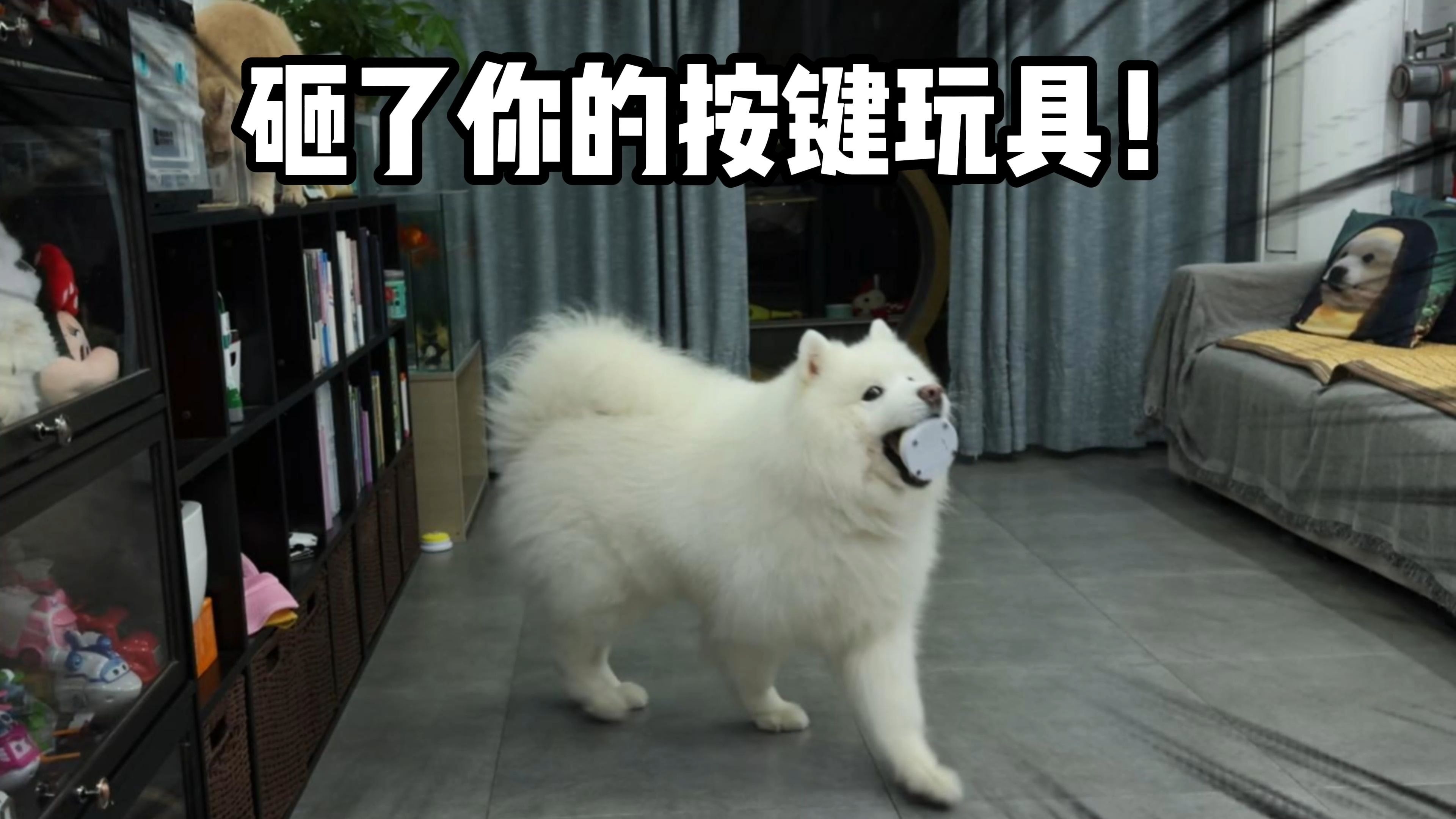 小羊：我砸了你的按键玩具！