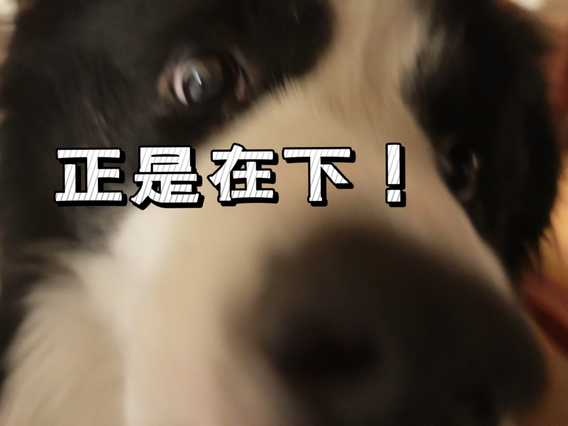 找林克吗？正是在下！