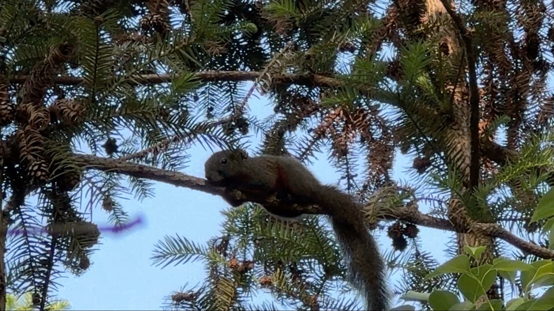 没想到还能看见它