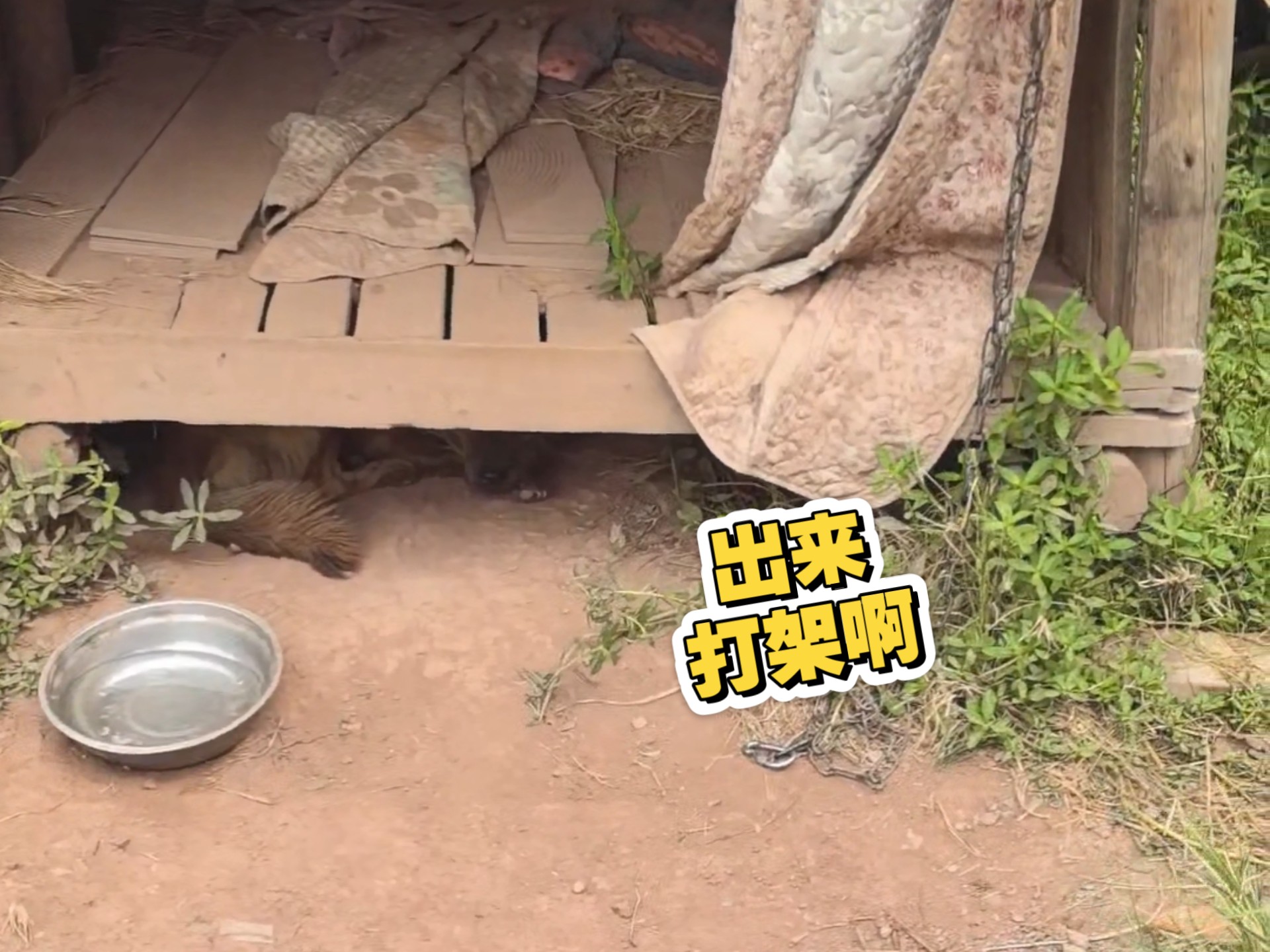 狗子不听话，没事哒，讲讲道理就好了