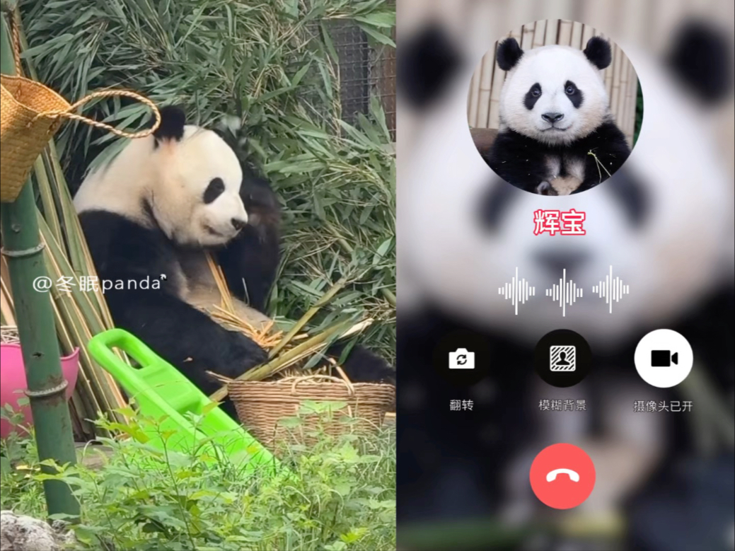萌兰找睿宝辉宝，关心俩姐妹正式独立的生活！