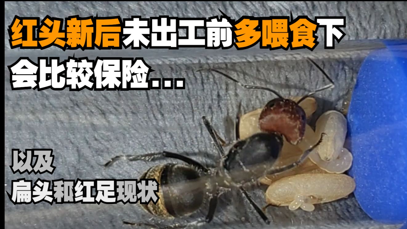 2025年8月养蚁记录上