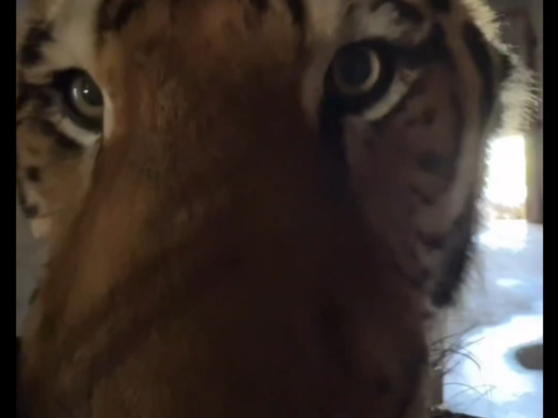 小麟自己造个水泊降温