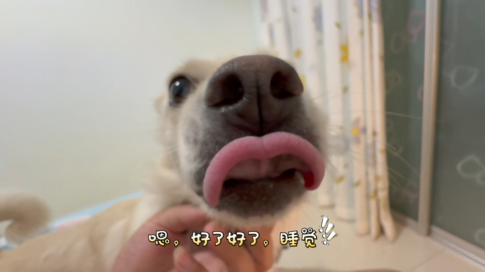 黏人小狗的睡觉日常