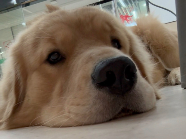 存款一万，被狗知道了