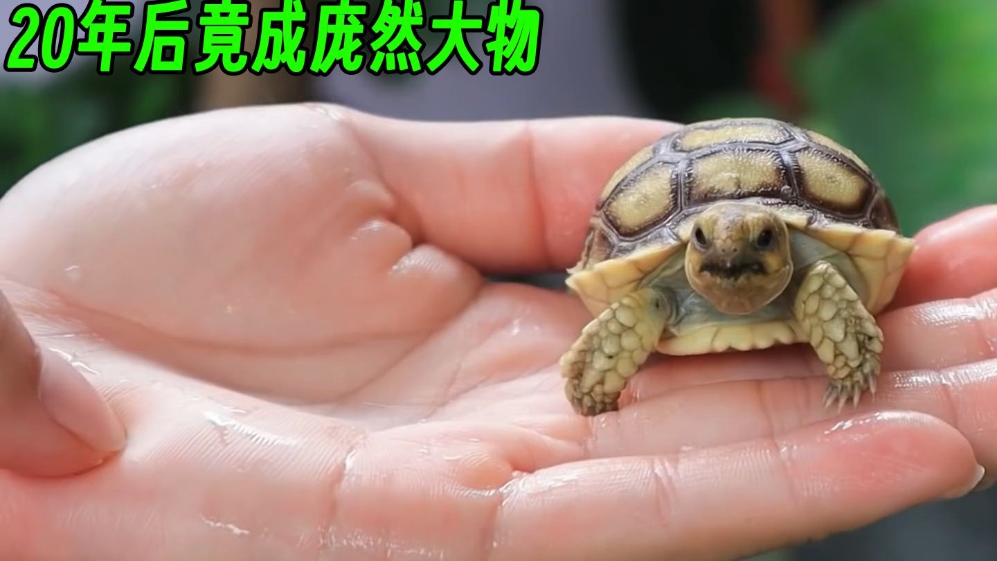 买来当玩伴的小乌龟，20年后成庞然大物，这是要给主人养老送终？