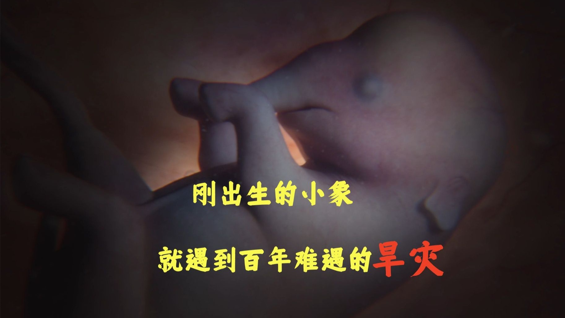 百年难遇的旱灾席卷了草原，大象家族奔袭160公里寻找水源。