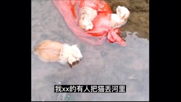 男孩发现4只小猫被扔到河里，他不顾一切救起它们，不爱请别伤害