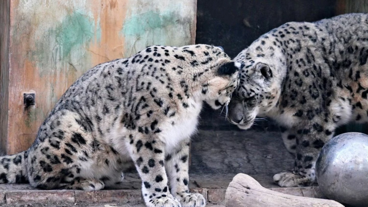 雪豹大虎与凌霜互相救赎的爱情故事来啦～我不允许有人没看过！